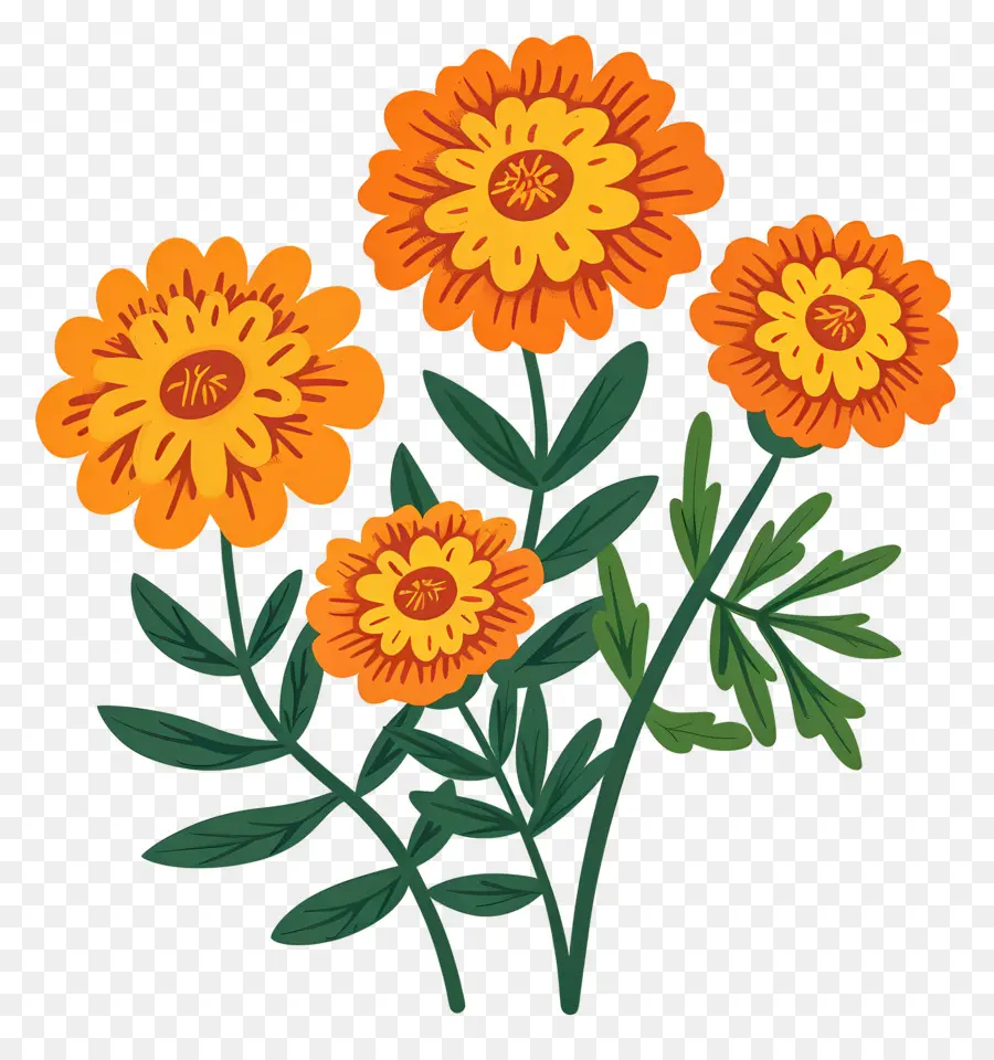 Bunga Marigold，Bunga Oranye PNG