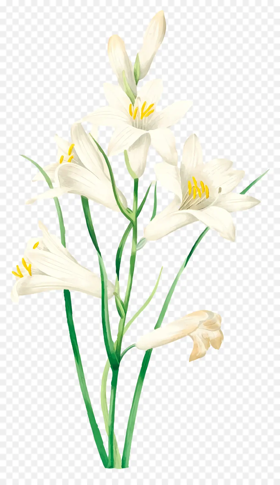 Bunga Lily，Bunga PNG