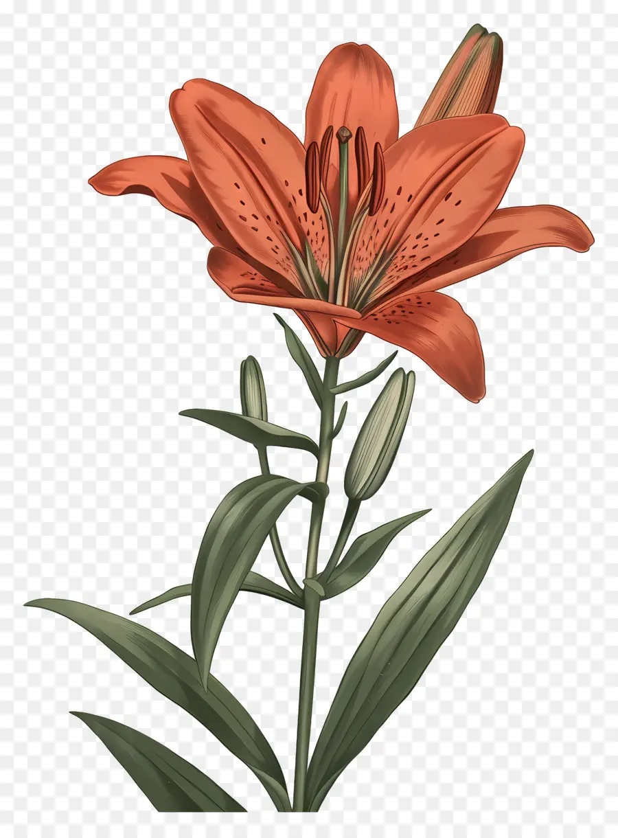 Bunga Lily，Bunga Lili Oranye PNG