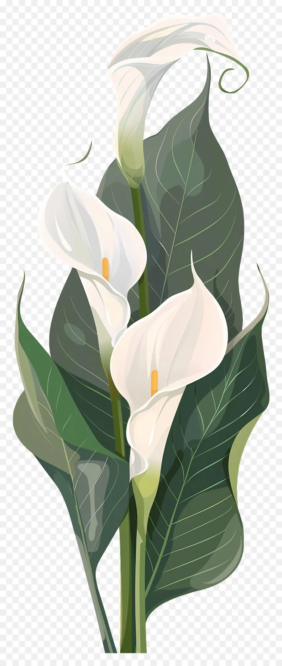 Calla Lily，Putih PNG