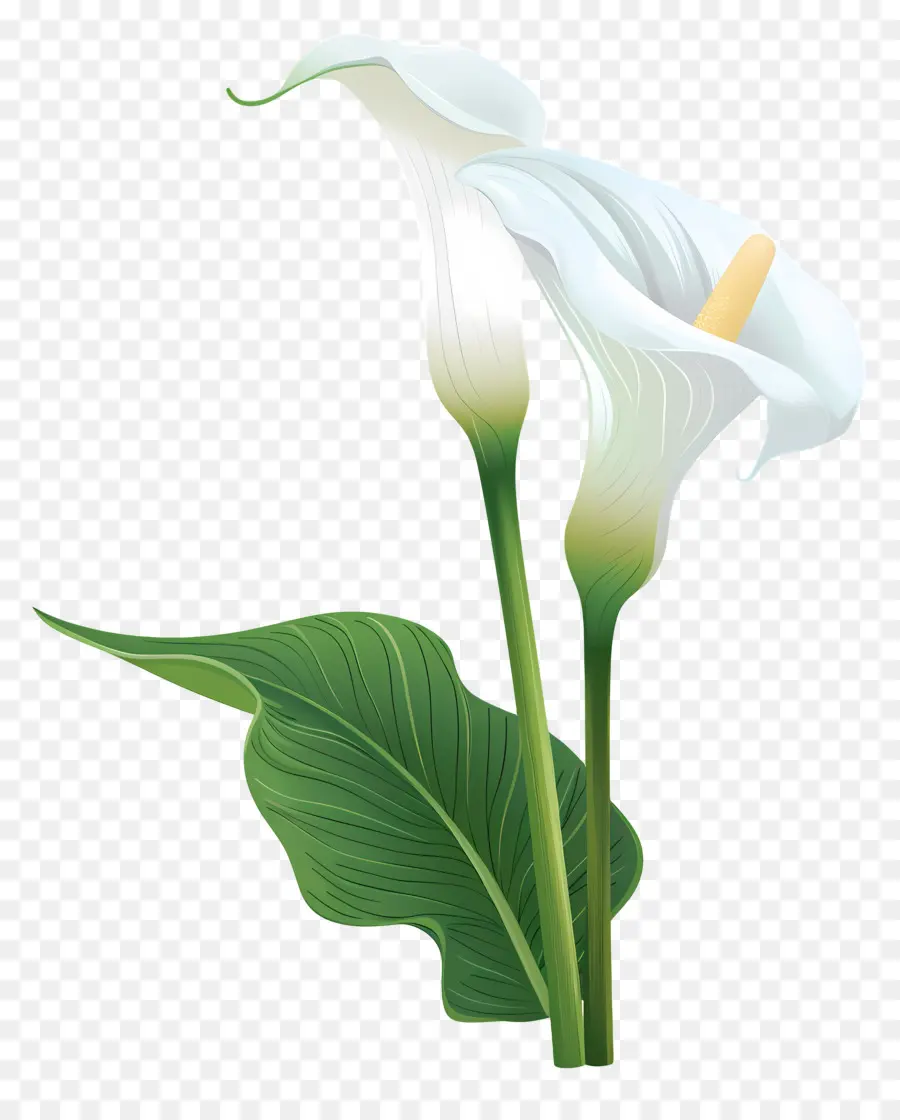 Calla Lily，Calla Lily Putih Tunggal PNG