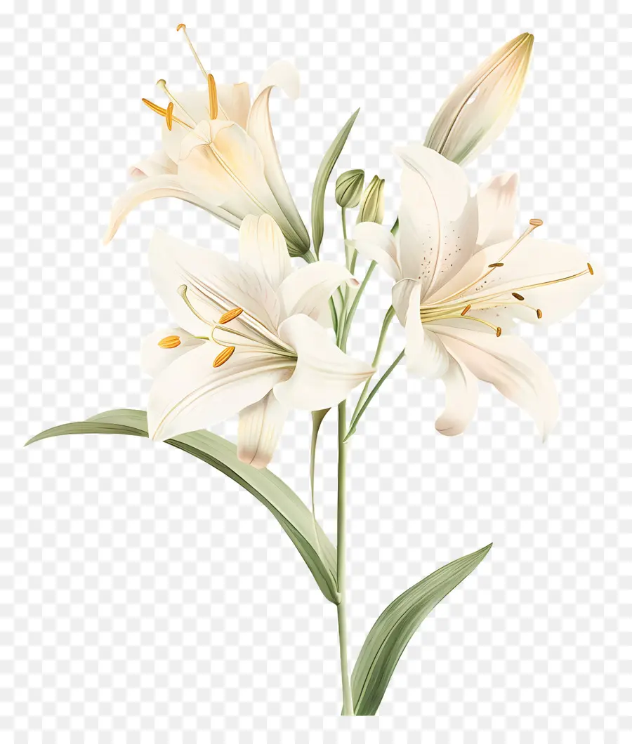 Bunga Lily，Bunga Lili Putih PNG