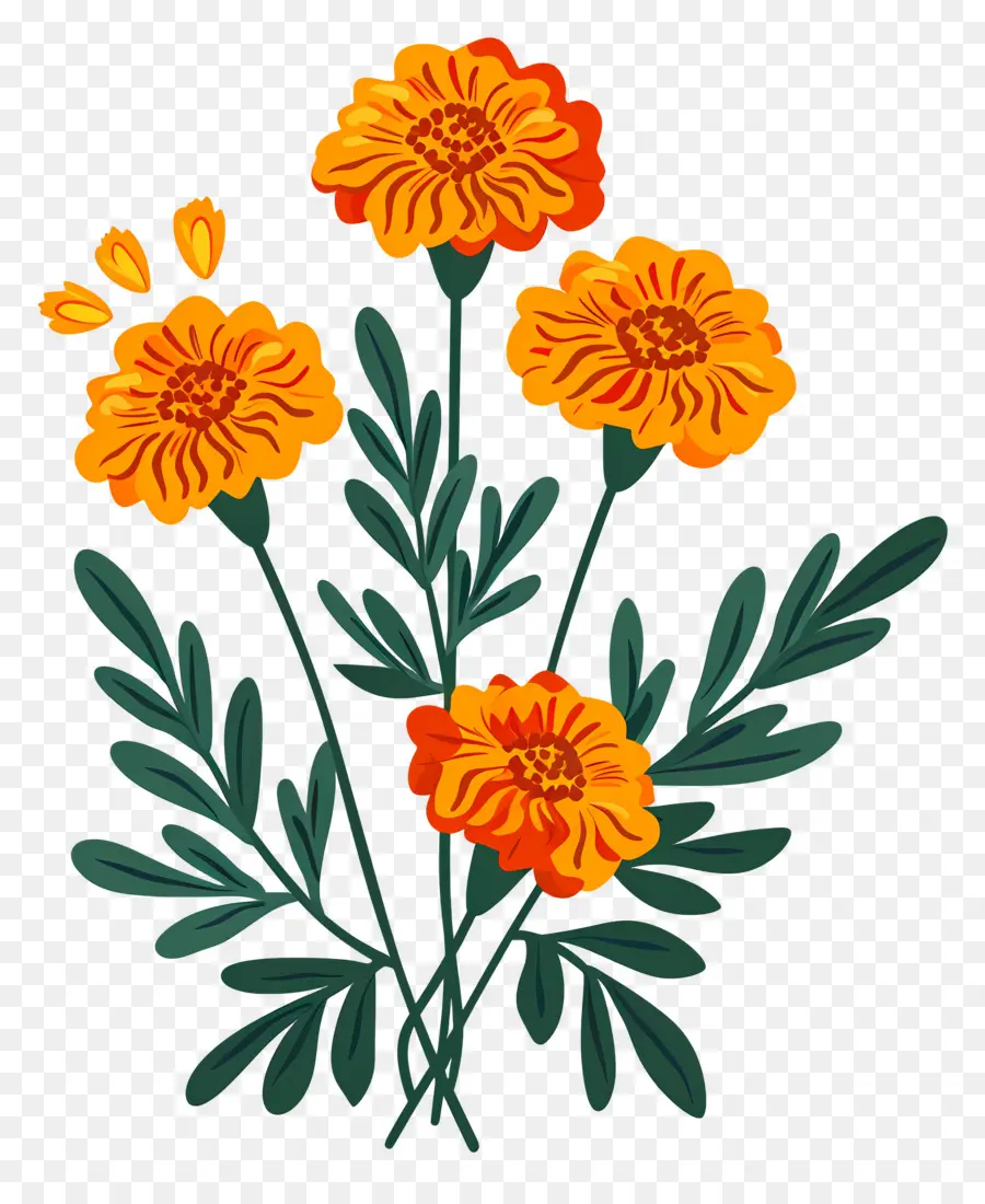 Bunga Marigold，Bunga Oranye PNG