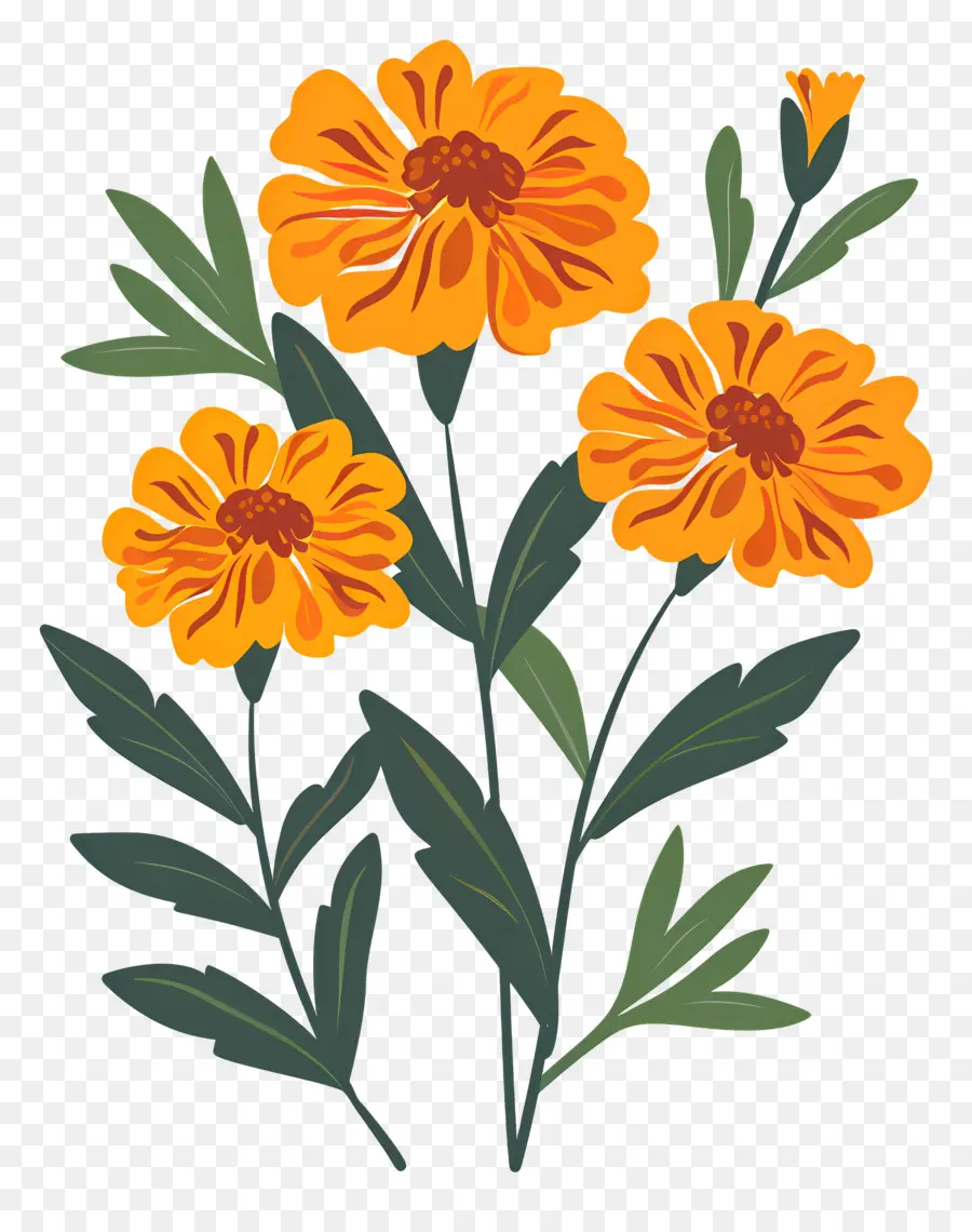 Bunga Marigold，Bunga Oranye PNG