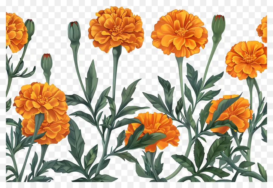 Bunga Marigold，Marigold Oranye PNG