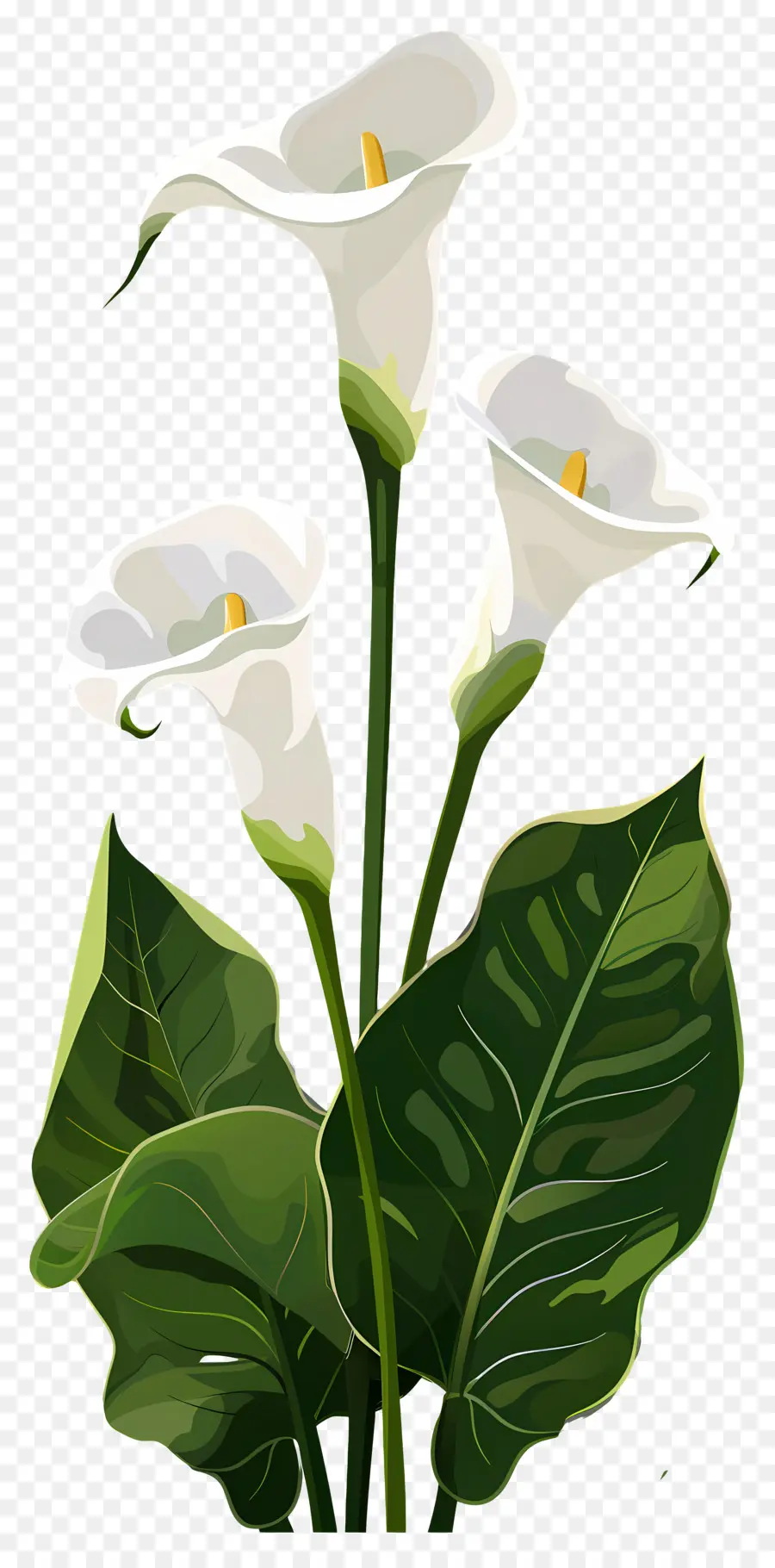 Calla Lily，Bunga Calla Lily Putih PNG