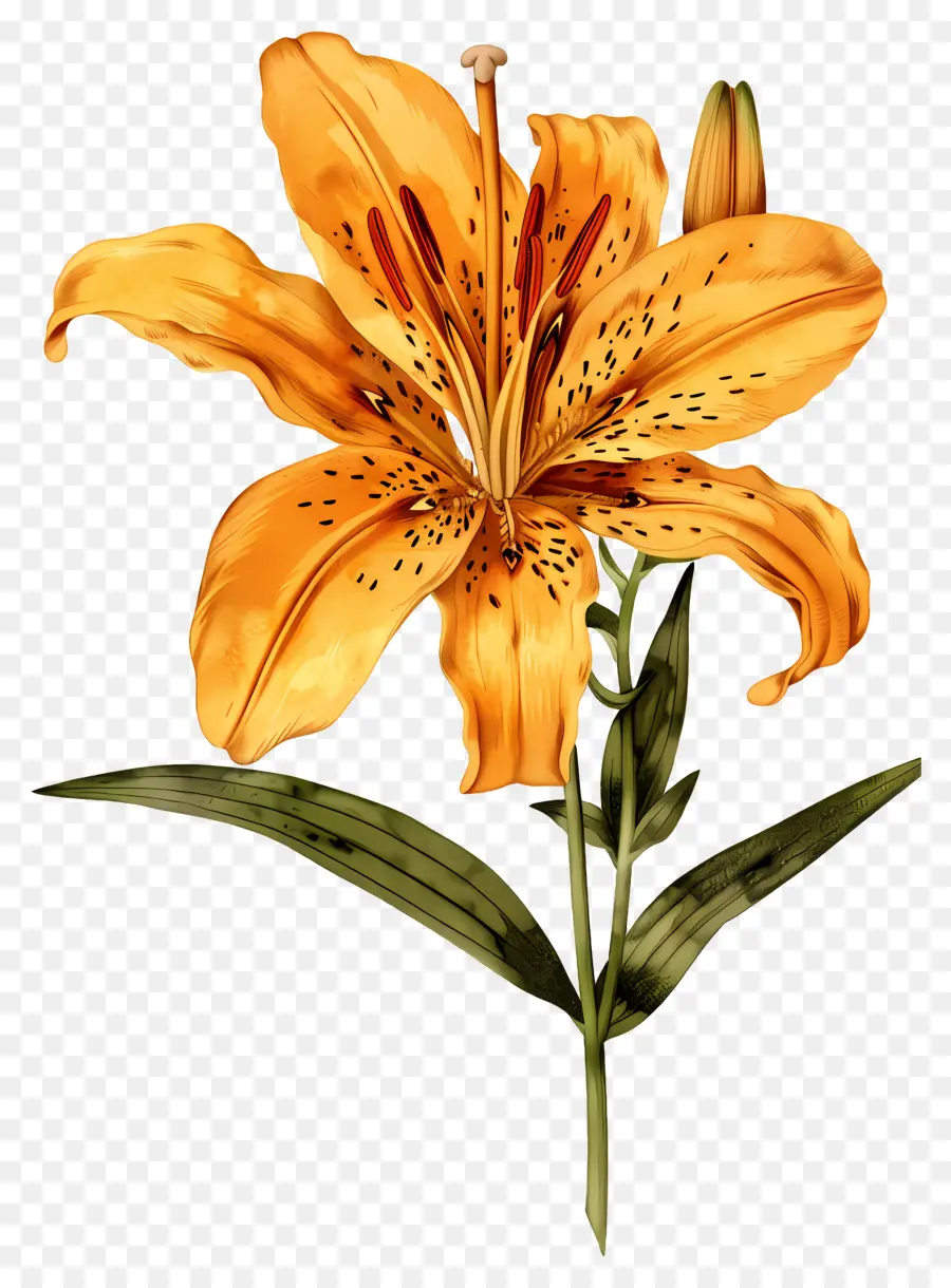 Bunga Lily，Lily Biru PNG