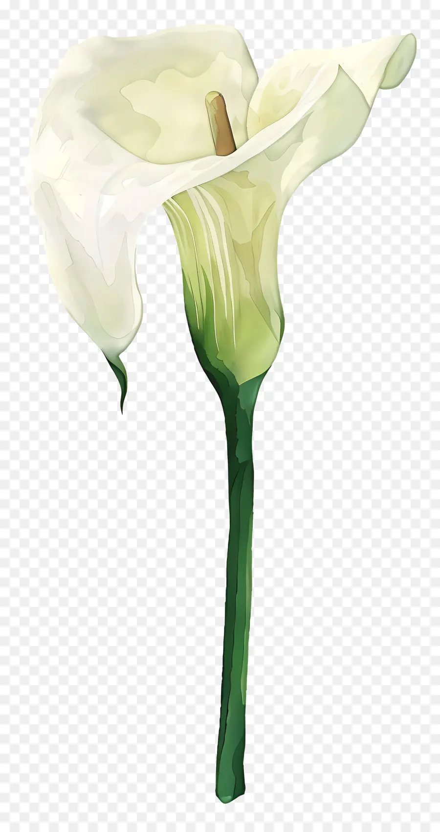 Calla Lily，Calla Lily Putih PNG