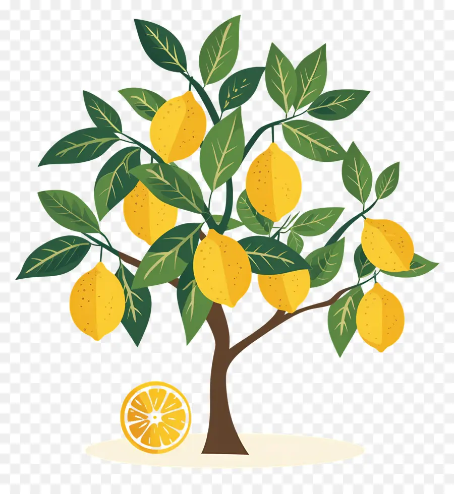 Pohon Lemon，Jeruk Nipis PNG