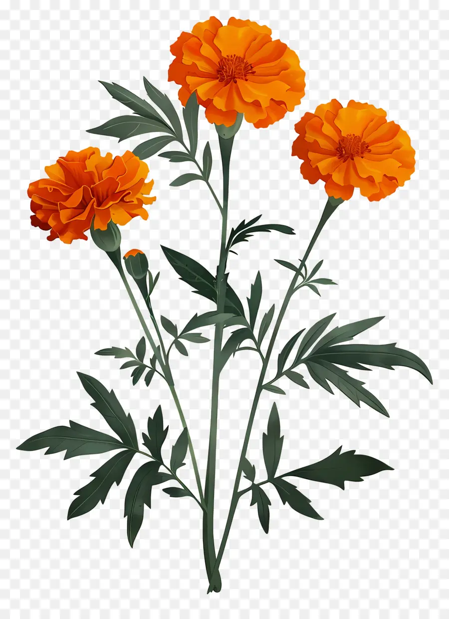 Bunga Marigold，Bunga Jeruk PNG