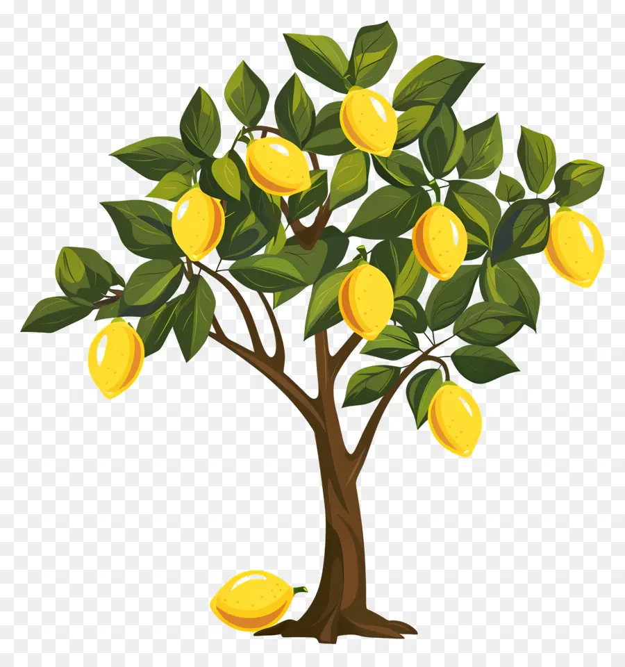 Pohon Lemon，Pohon Mangga PNG