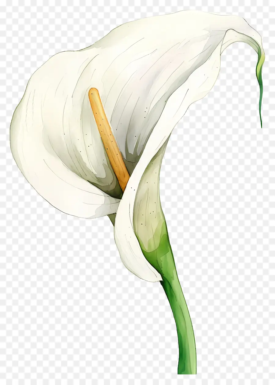 Calla Lily，Calla Lily Putih PNG