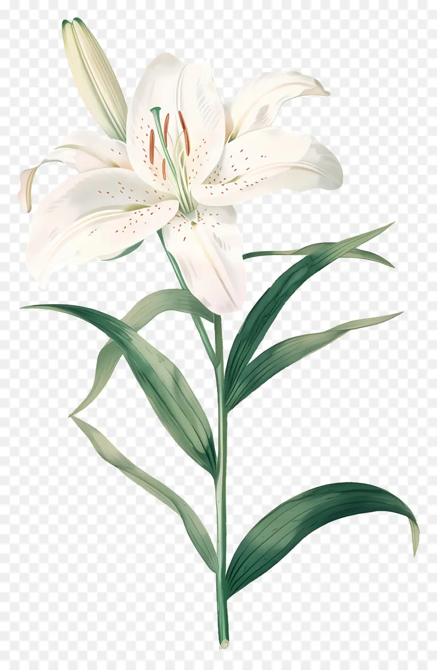 Bunga Lily，Bunga Lili Putih PNG