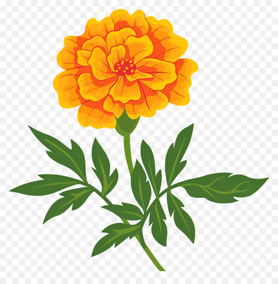 Bunga Marigold，Bunga Jeruk PNG