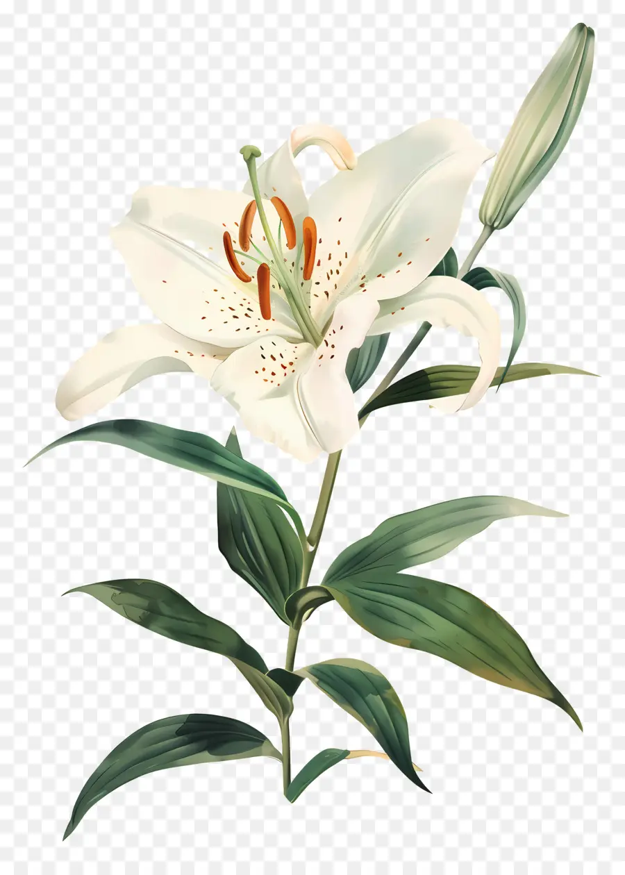 Bunga Lily，Lili Putih PNG