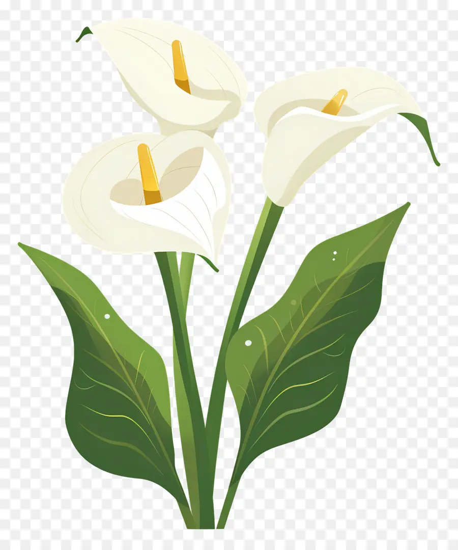 Calla Lily，Bunga Calla Lily Putih PNG