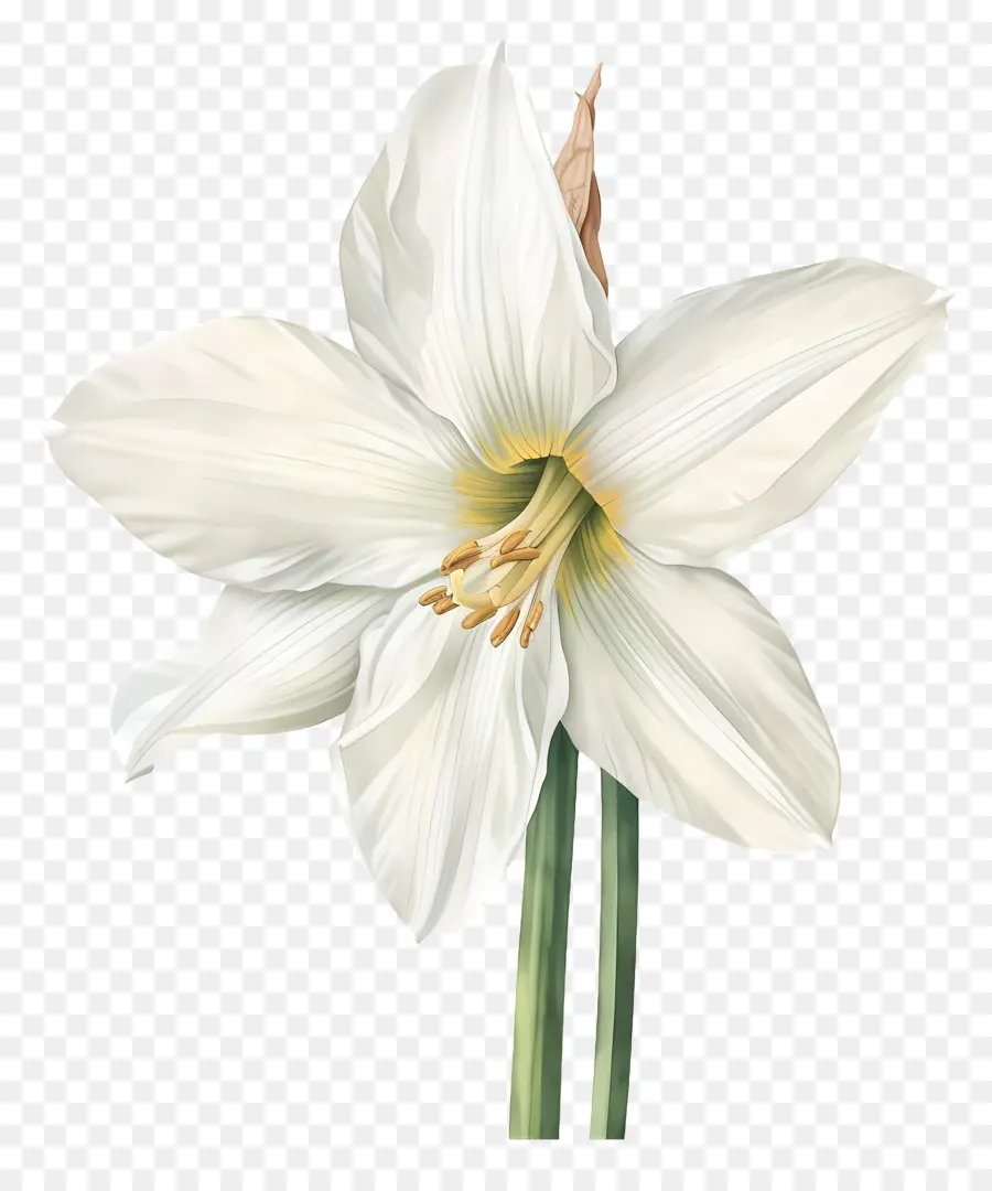 Bunga Lily，Bunga Putih PNG