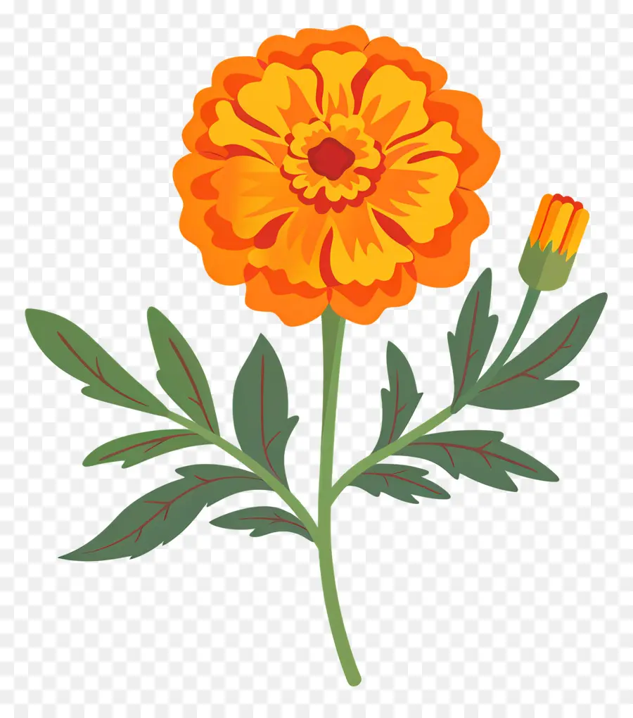 Bunga Marigold，Bunga Jeruk PNG