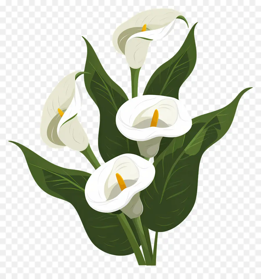 Calla Lily，Bunga Calla Lily Putih PNG