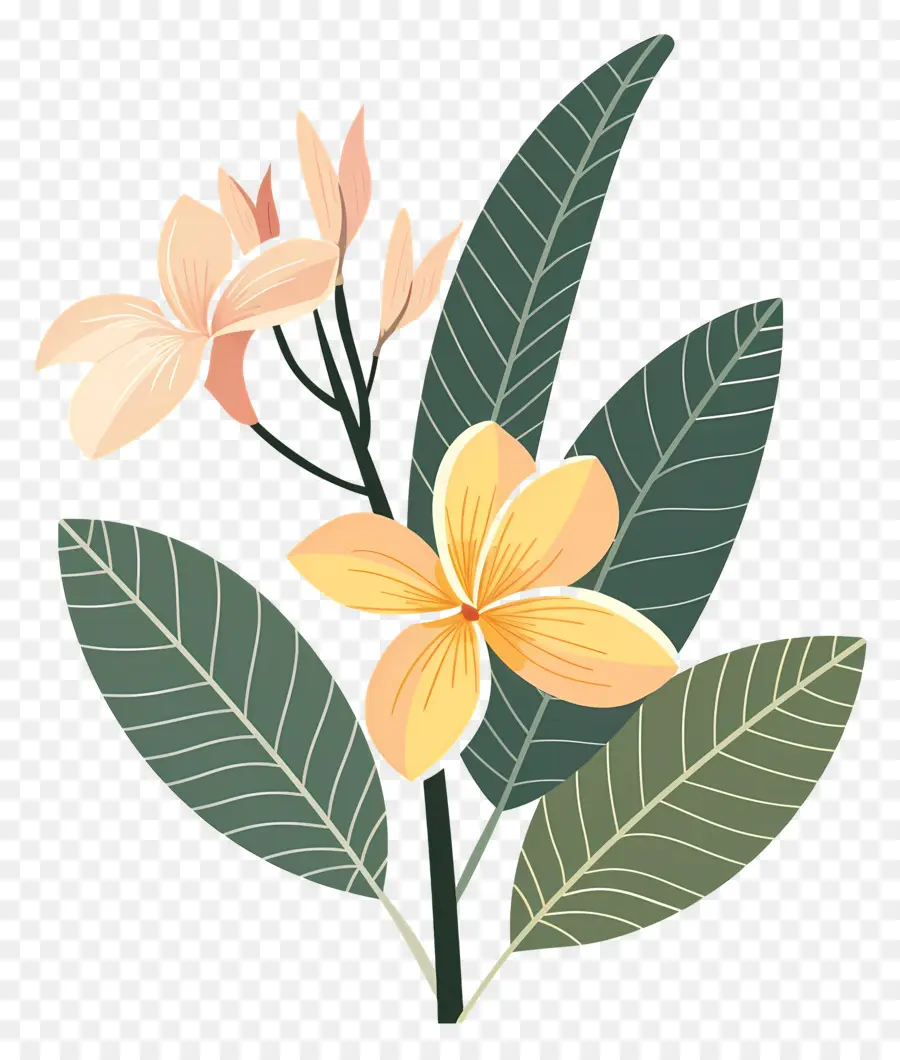 Bunga Plumeria，Bunga Kuning Dan Daun Hijau PNG