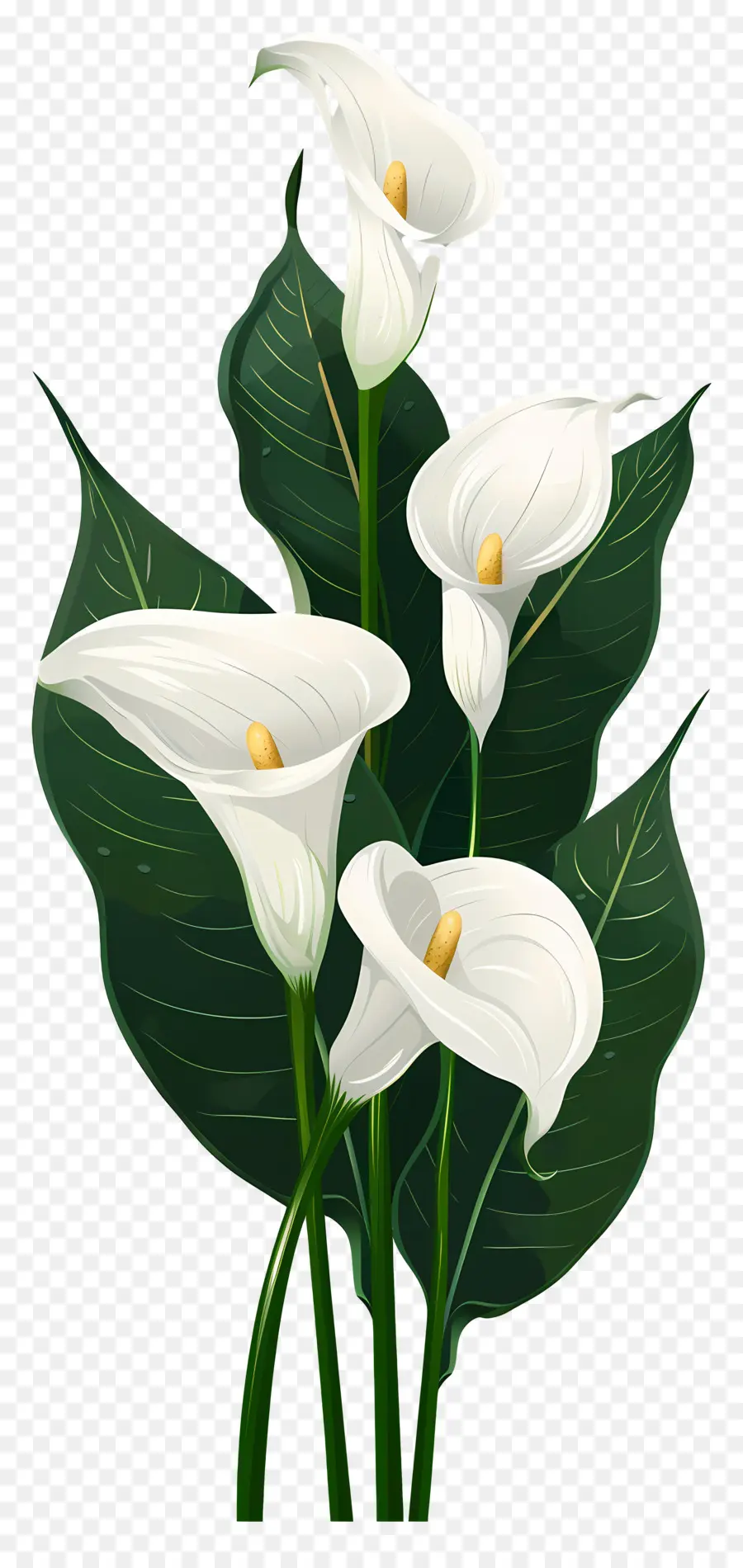 Calla Lily，Putih PNG