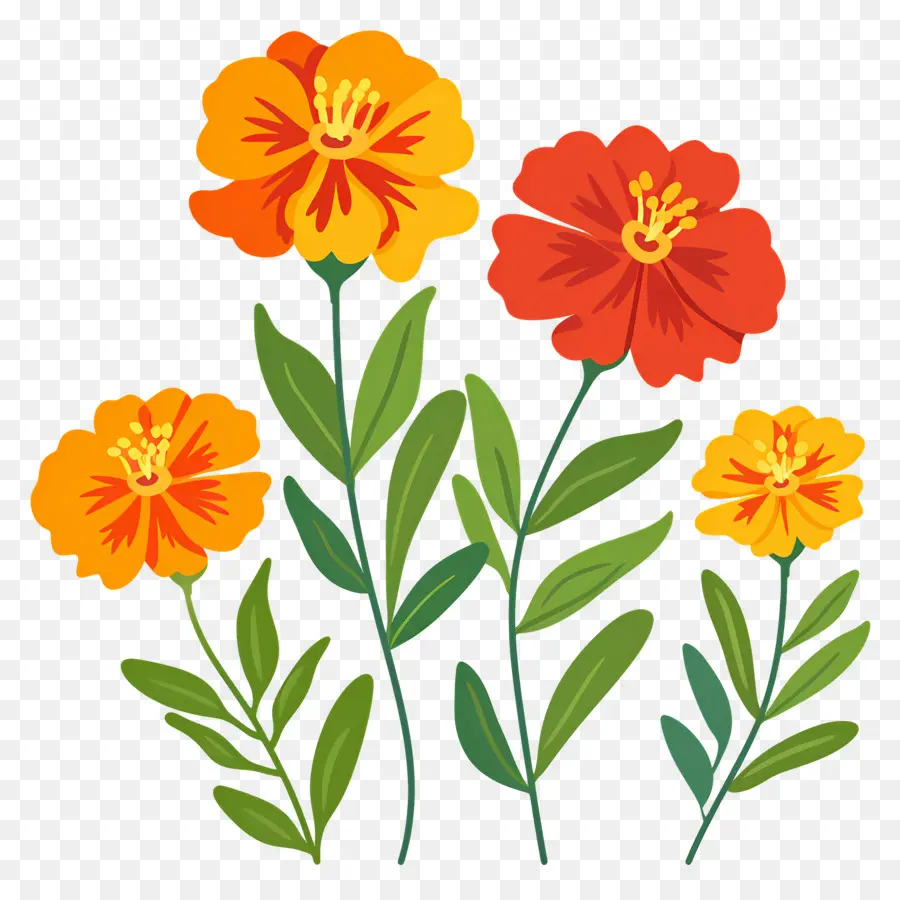 Bunga Marigold，Bunga Oranye PNG