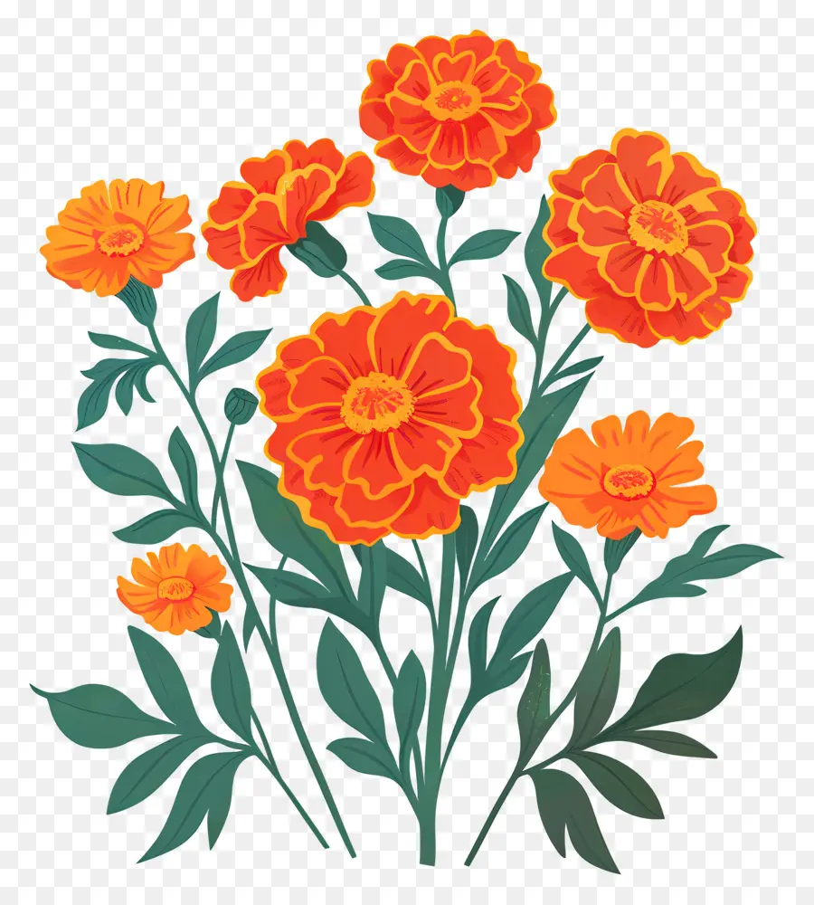 Bunga Marigold，Bunga Oranye PNG