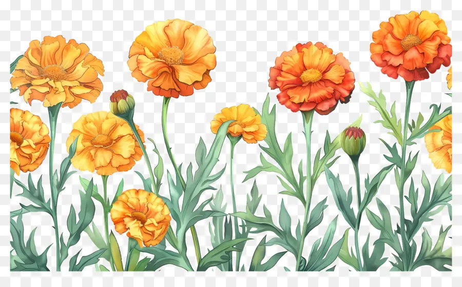 Bunga Marigold，Marigold Oranye PNG