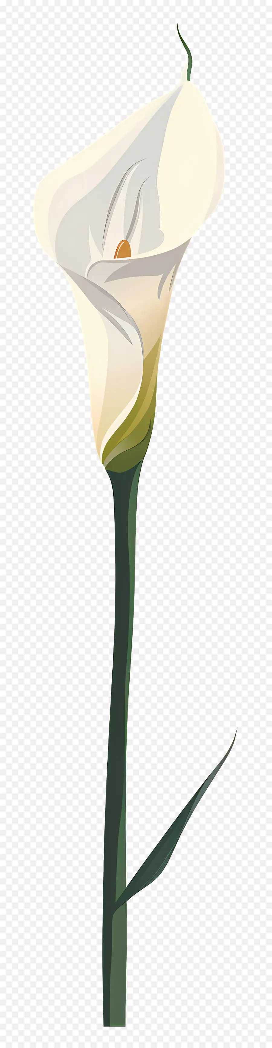 Calla Lily，Putih PNG