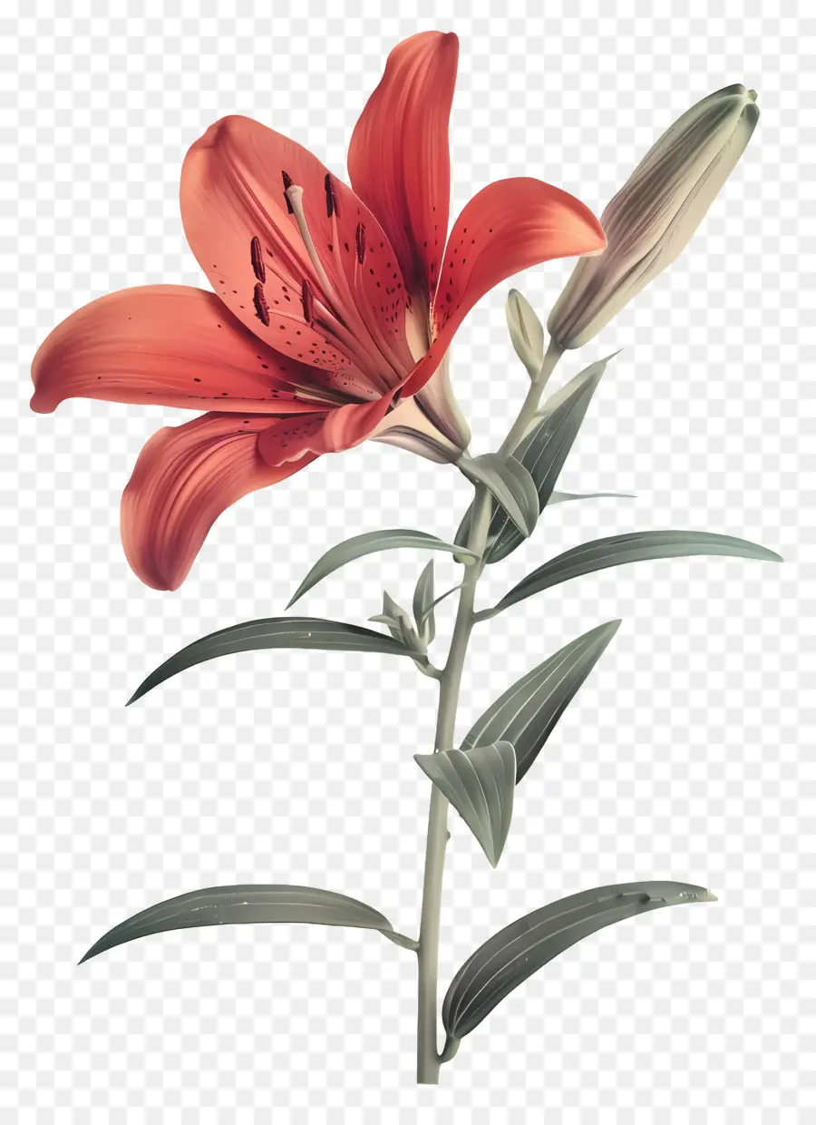 Bunga Lily，Bunga Lili Merah PNG