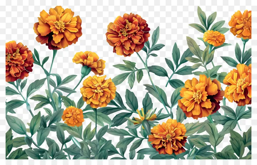 Bunga Marigold，Marigold Oranye PNG