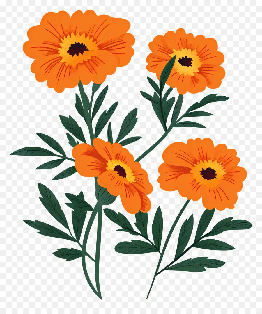 Bunga Marigold，Bunga Oranye PNG