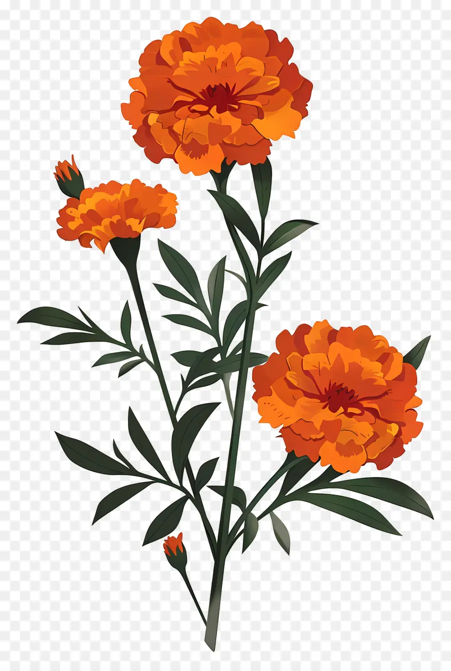 Bunga Marigold，Bunga Jeruk PNG