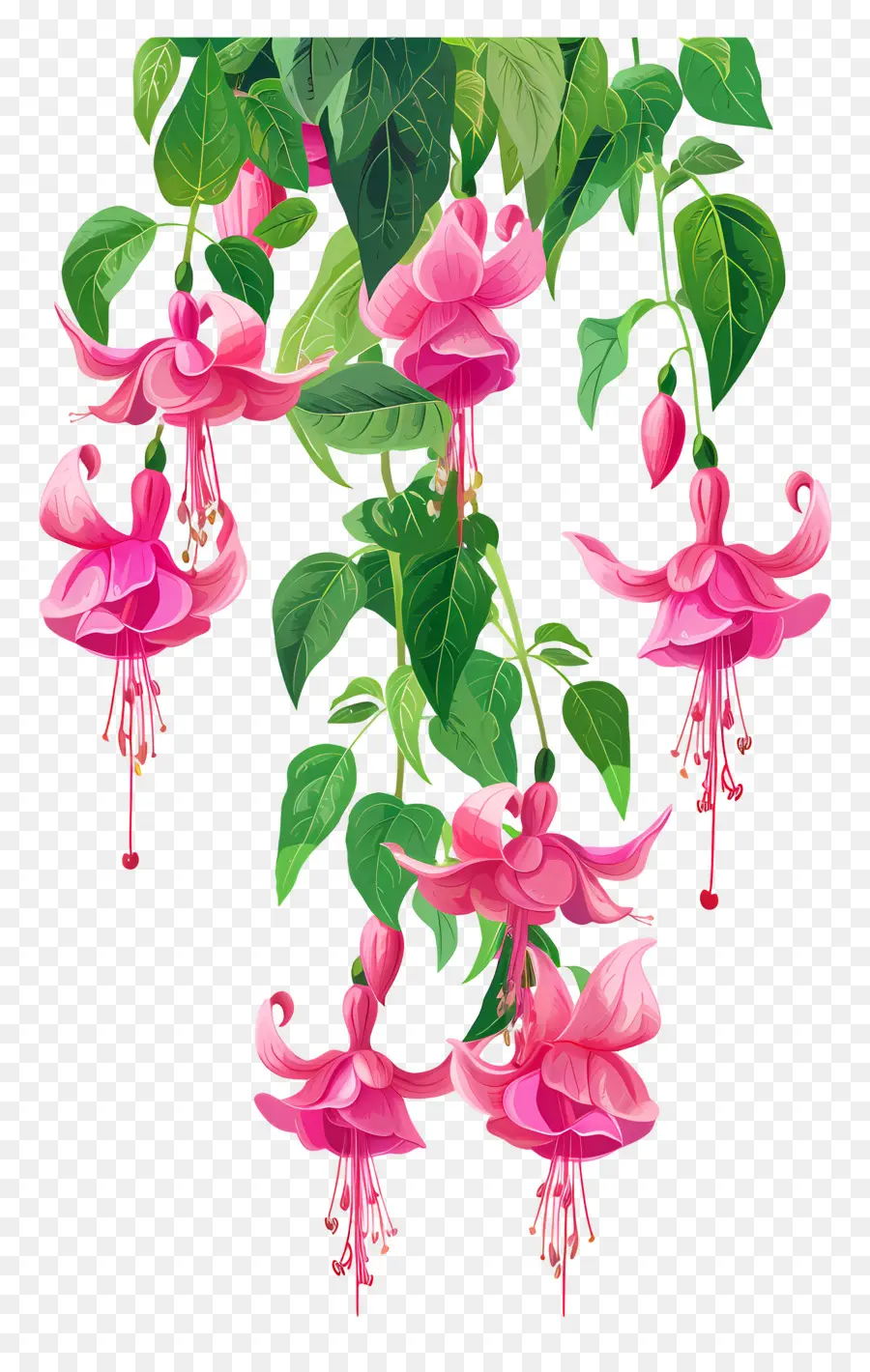 Bunga Gantung，Bunga Fuchsia Merah Muda PNG