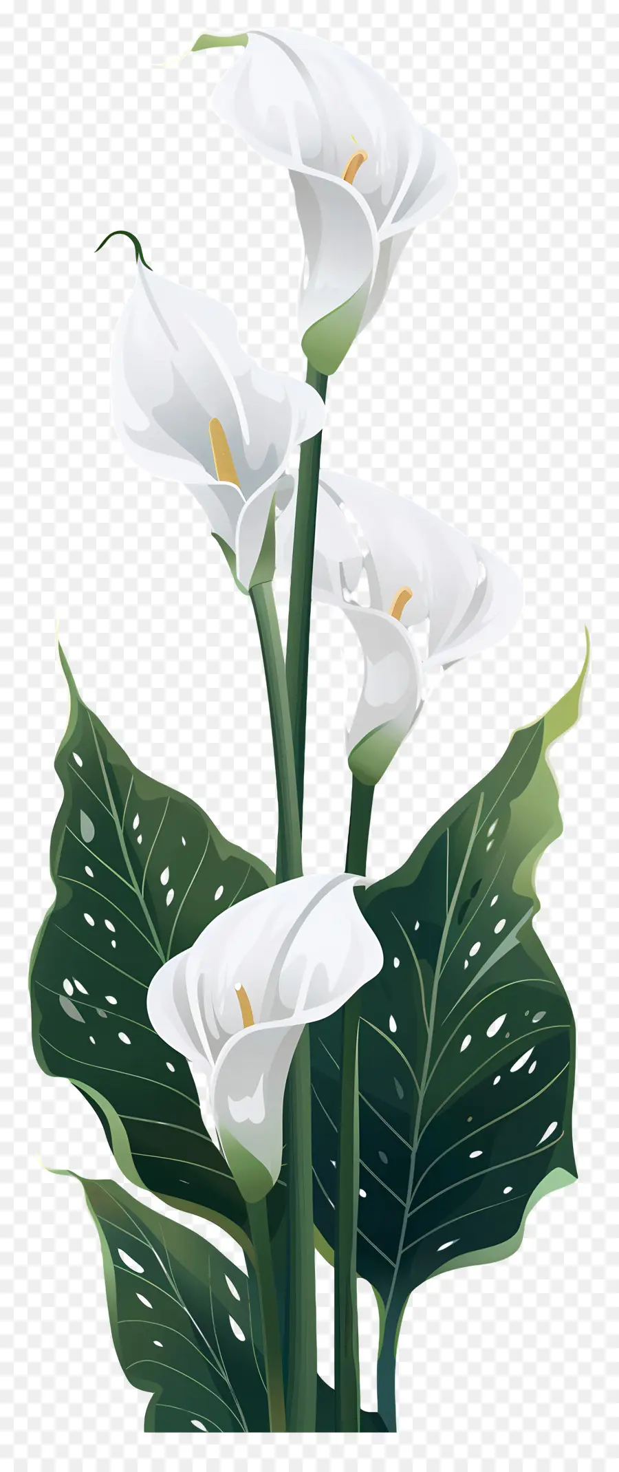 Calla Lily，Putih PNG