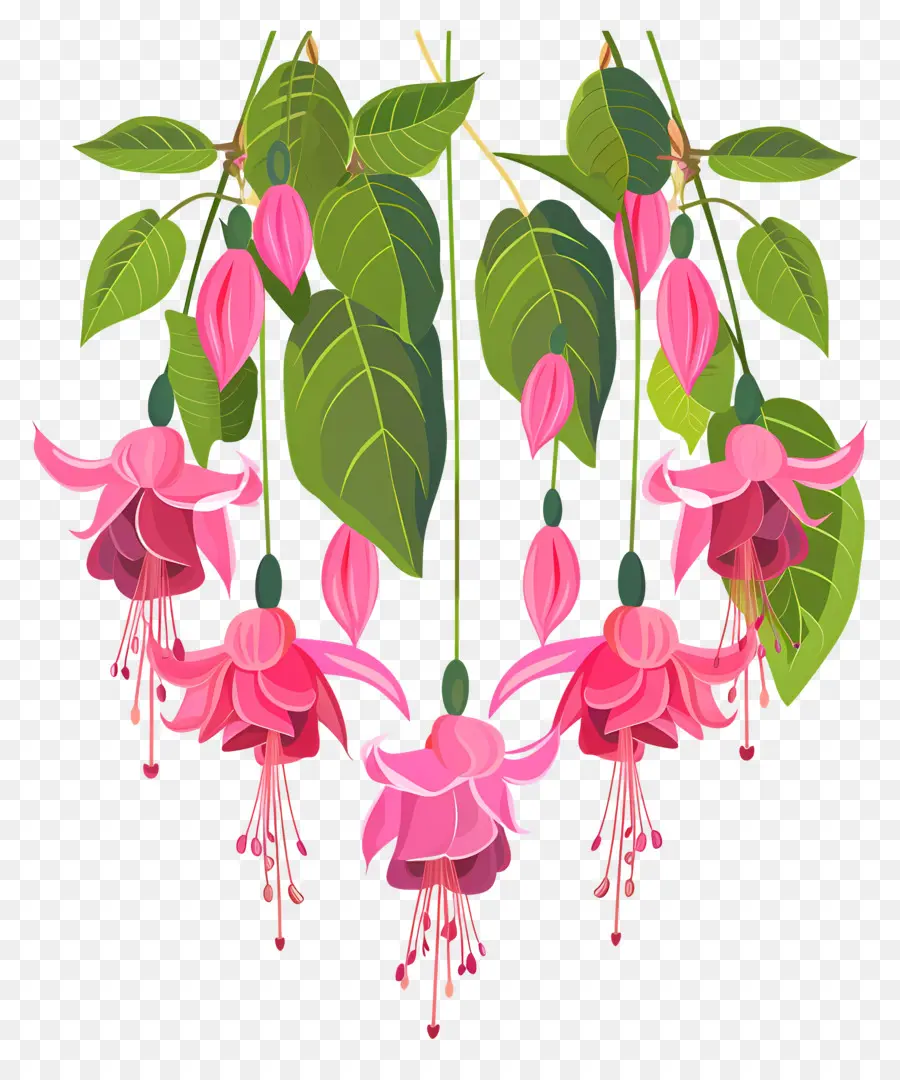 Bunga Gantung，Bunga Fuchsia Merah Muda PNG