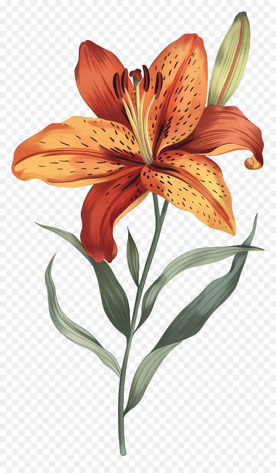 Bunga Lily，Bunga Lili Oranye PNG