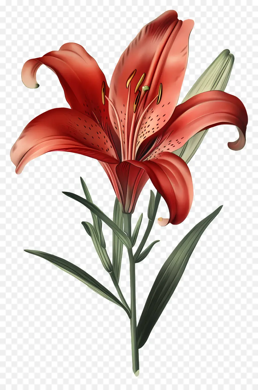 Bunga Lily，Bunga Lili Oranye PNG