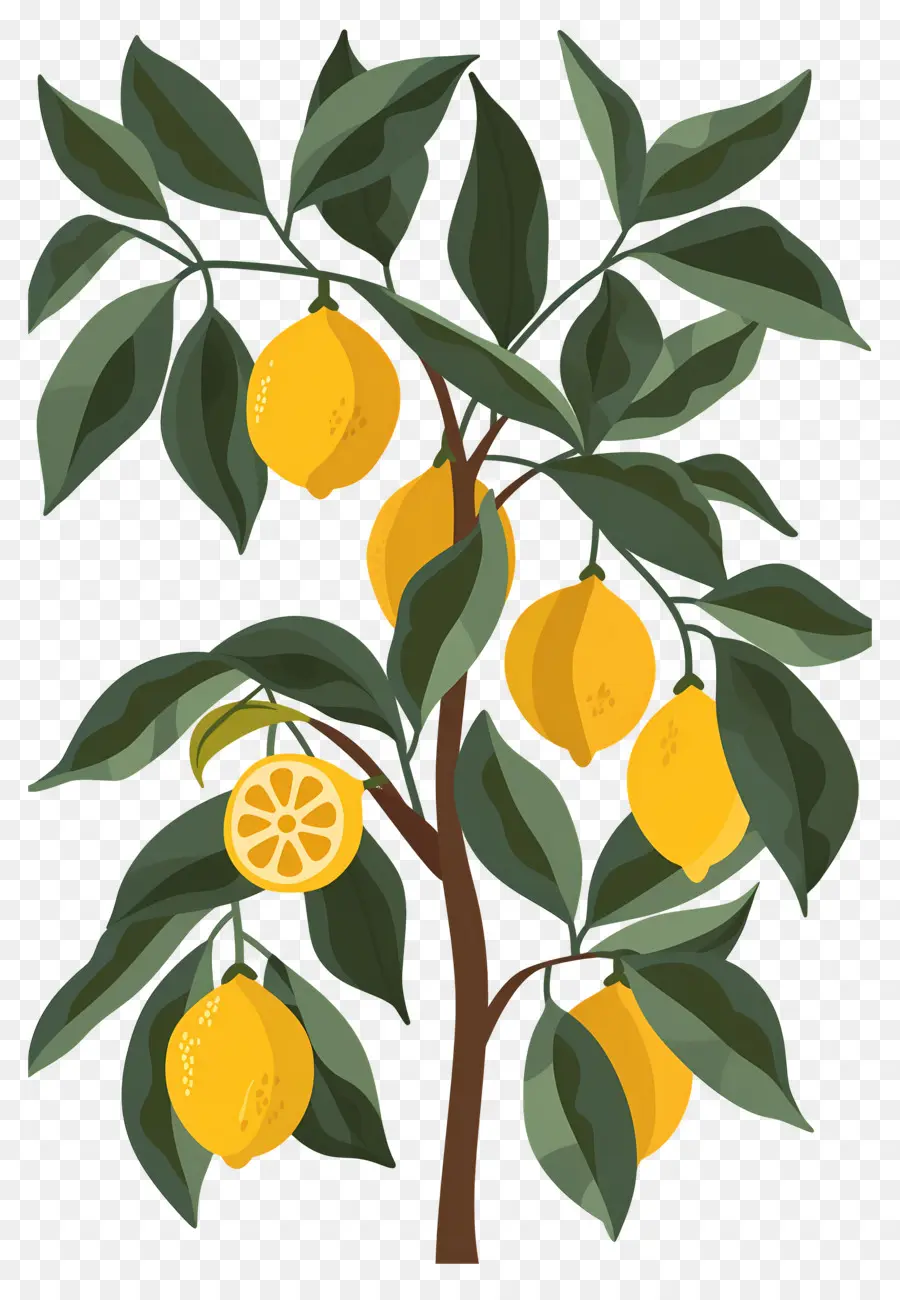 Pohon Lemon，Jeruk Nipis PNG