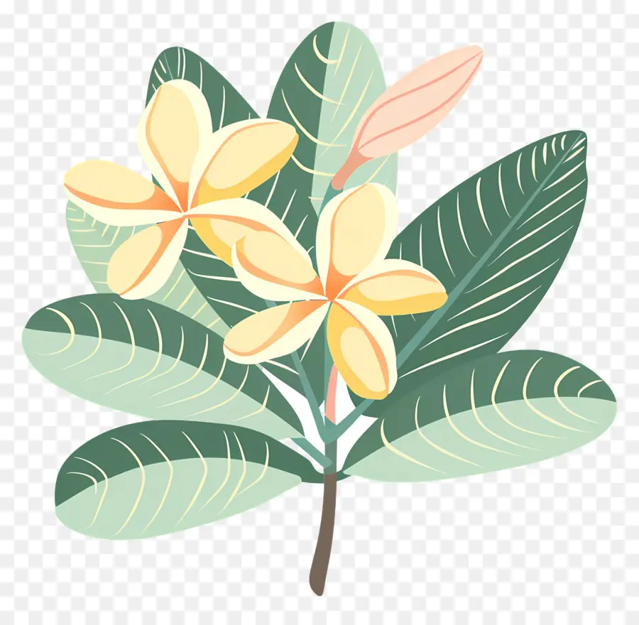 Bunga Plumeria，Bunga Kuning Dan Daun Hijau PNG