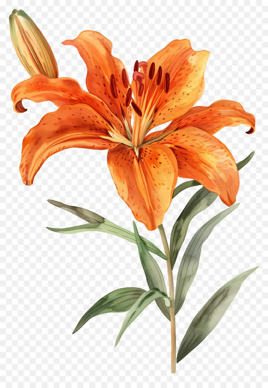 Bunga Lily，Bunga Lili Oranye PNG