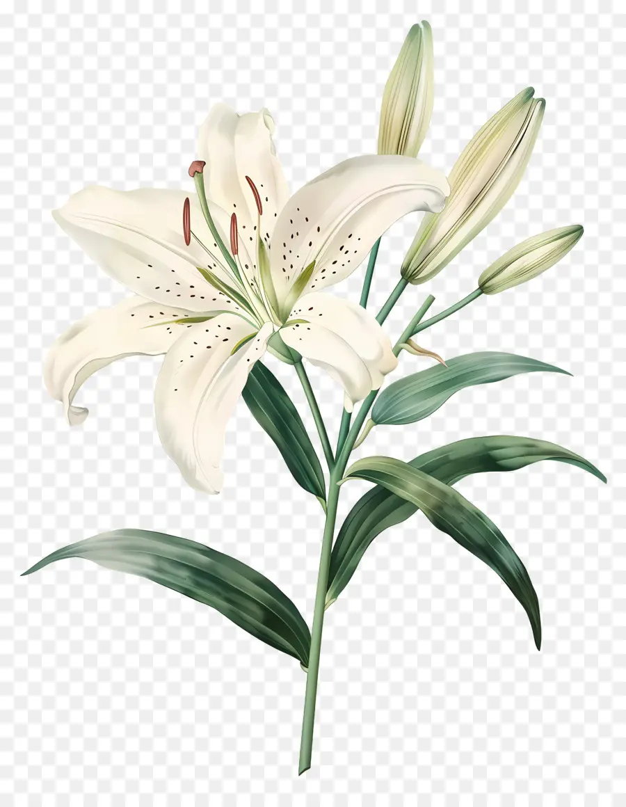 Bunga Lily，Bunga Lili Putih PNG