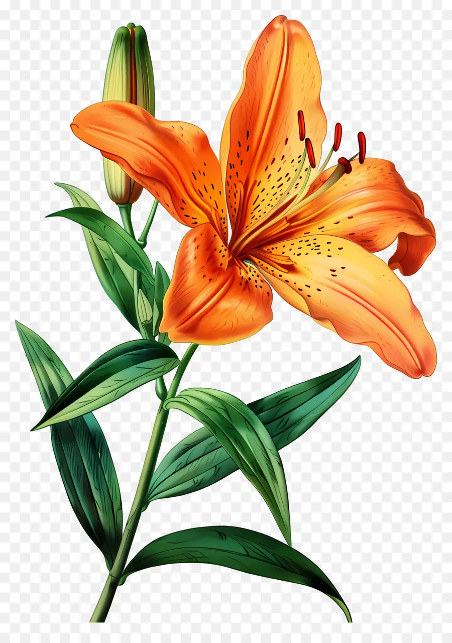 Bunga Lily，Bunga Lili Oranye PNG