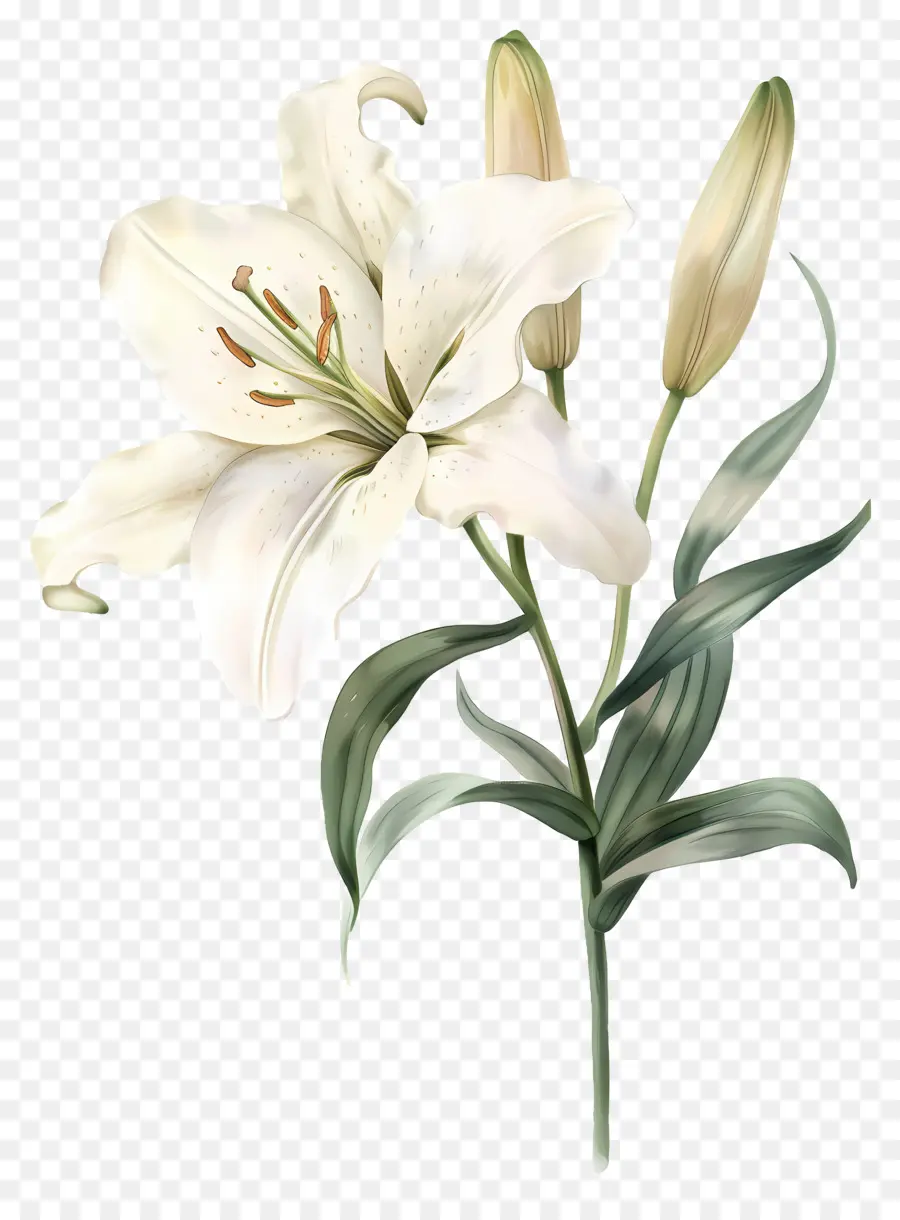 Bunga Lily，Bunga Lili Putih PNG