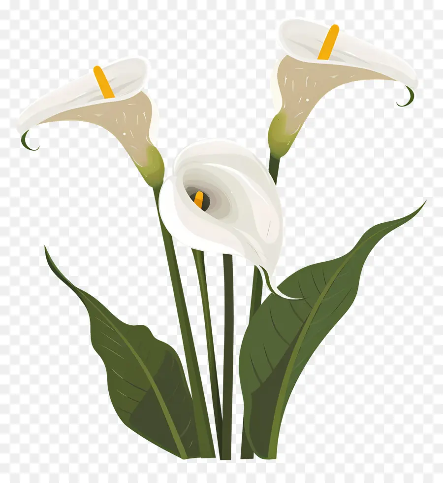 Calla Lily，Bunga Calla Lily Putih PNG