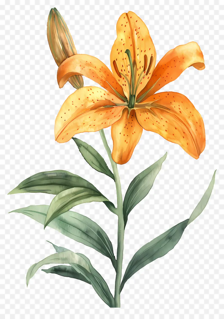 Bunga Lily，Bunga Lili Oranye PNG