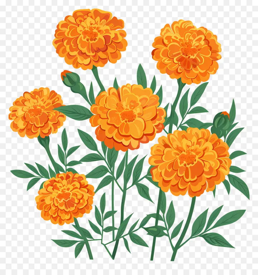 Bunga Marigold，Bunga Oranye PNG