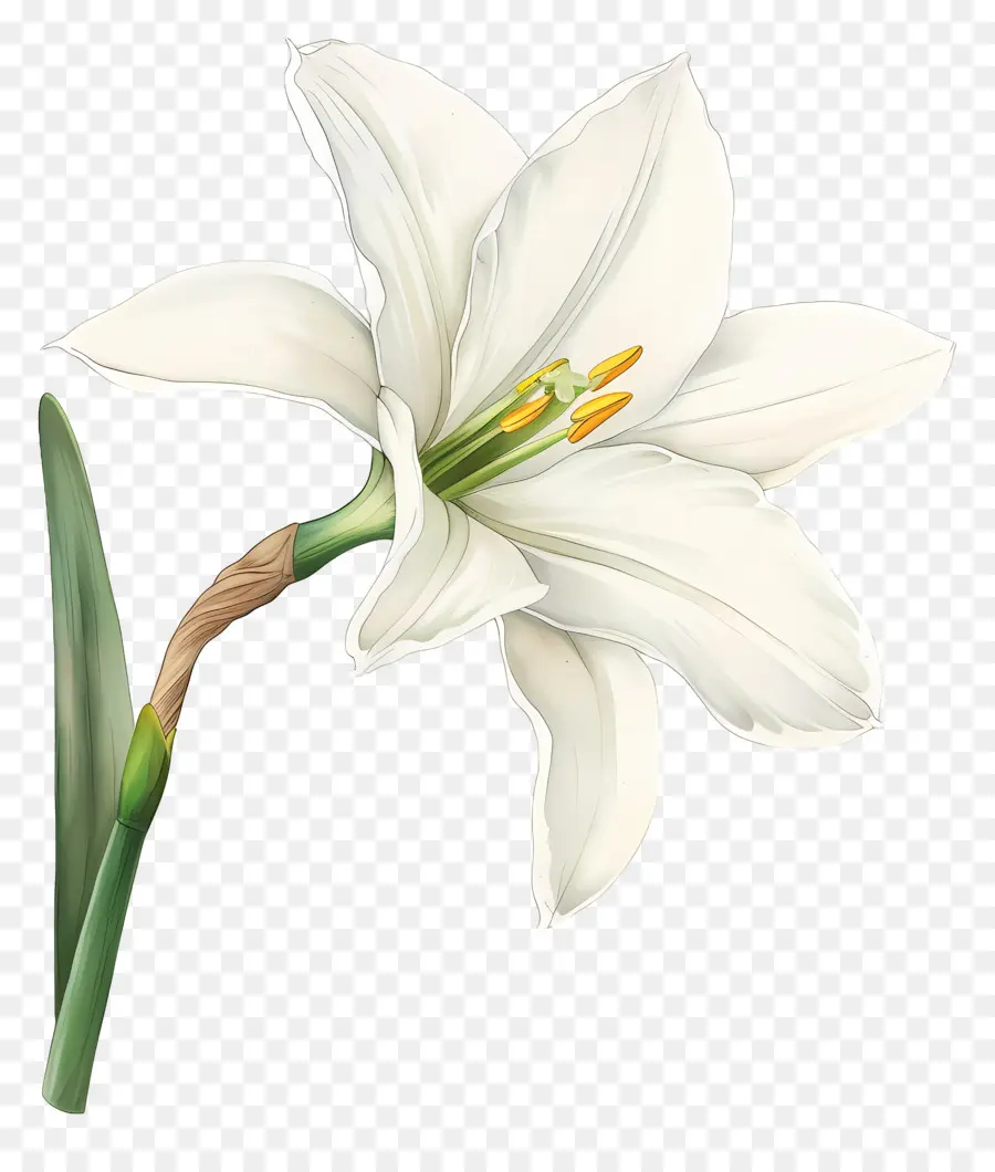 Bunga Lily，Lili Putih PNG