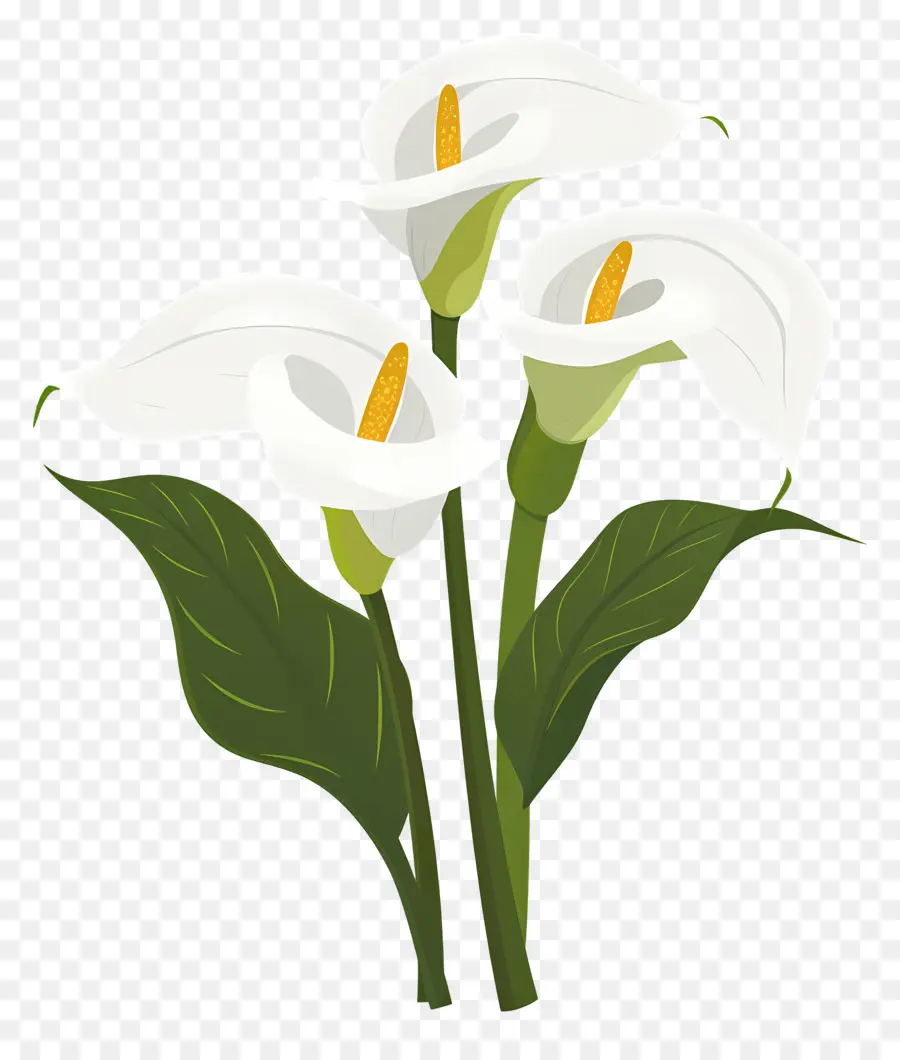 Calla Lily，Bunga Calla Lily Putih PNG