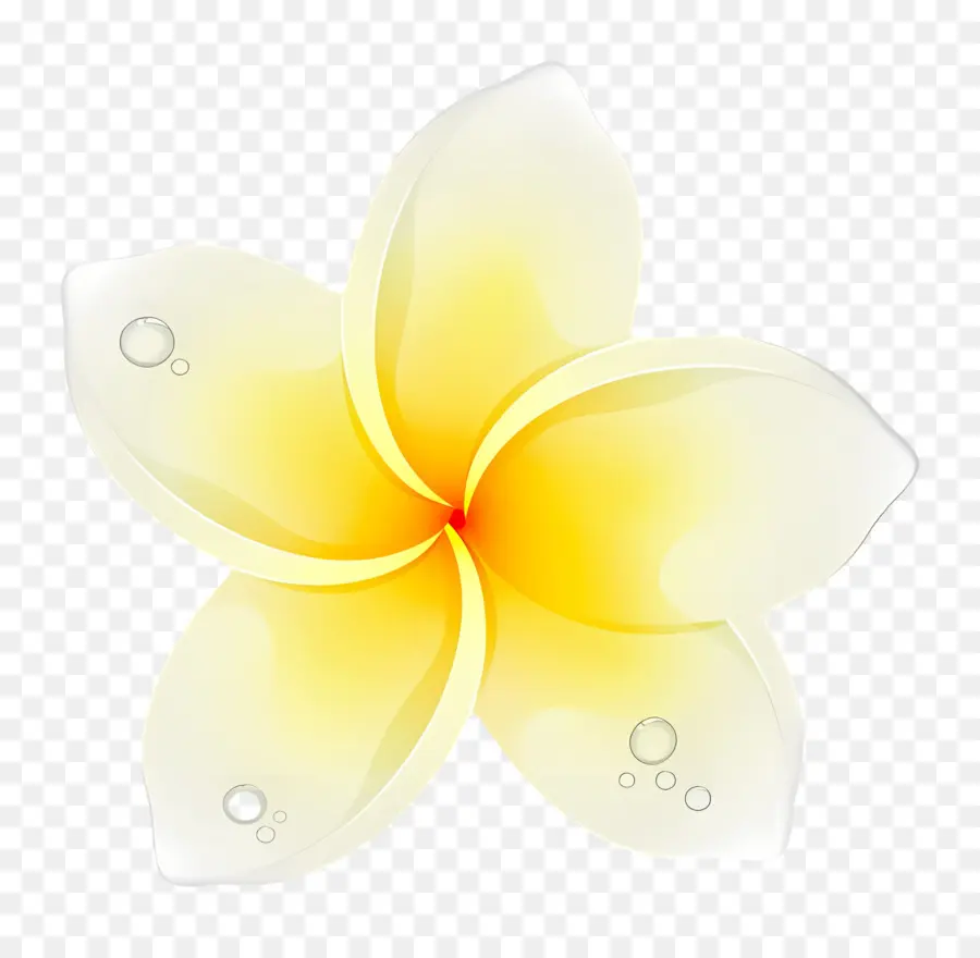 Bunga Plumeria，Bunga Putih Dan Kuning PNG